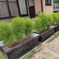 庭に仮面ライダー（バッタ）