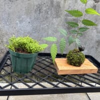 念願の苔玉つくり