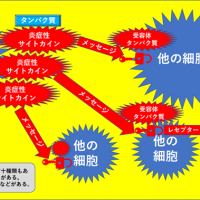 炎症を抑えるものは何？