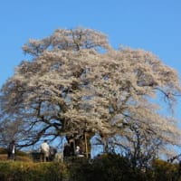 毎年恒例の今年の醍醐桜です