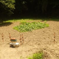 サツマイモ，カボチャ畑を電柵で保護(3/3)