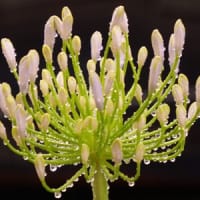 雨の日の写真散歩（アガバンサスの花）
