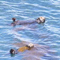 子どもラッコもプカプカ浮かぶ