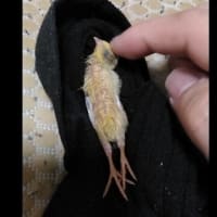 ９８日目　靴下でのびーるヒメウズラでおいてみたら意外と好きそうで可愛かった