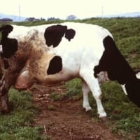 日立電鉄3000形　のんびりと草を食む牛　1999-05-03