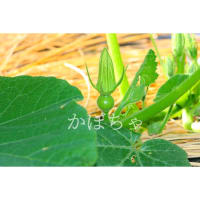 夏野菜の花② 2024.5.23
