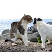 九州E島の猫たち　2024年3月　その21