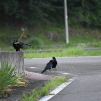 カラスの一家を仕切るのは
