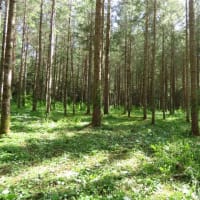 2025年7/6　山野草の森の整備