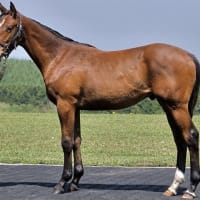 2026年2歳新規募集馬、これは評価上昇かも？（１）