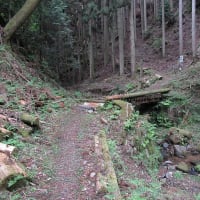 京都市大原野森林公園を歩いてポンポン山へ　その1　2024年5月15日