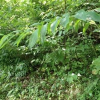 花立峠・登山道沿いの花　2025/06/21