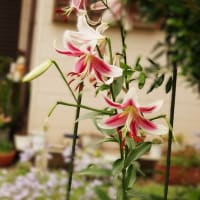 畑の様子とツバメの巣