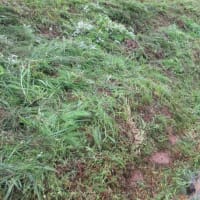イネの生育は非常に早く雑草の刈り払いは終了