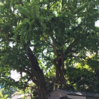 谷根千からの上野その2