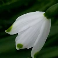 篠田桃紅の名言 最後の太陽