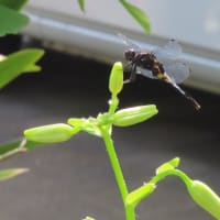 泰山木の花見納め