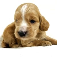 とても可愛いイングリッシュコッカースパニエルの仔犬