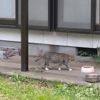 梅の収穫