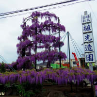 上溝の造園会社の樹齢40年「藤タワー」が見事に完成！！