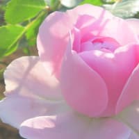 薔薇に西陽が･･･