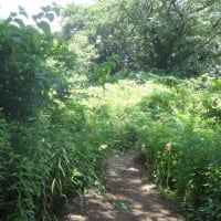 緑が増える世田谷区～北烏山七丁目緑地