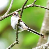 エナガさんの幼鳥、お団子状態ではないですけど