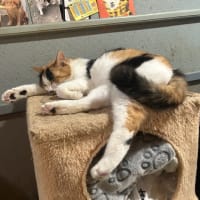 看板猫がいるお店で猫飲み スナック子猫さん 予告編 (2506)