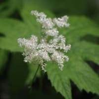 入梅前の京都府立植物園にて（PartⅣ）