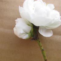 No.６３　「照手白の実生苗」（２）が、３１日に開花