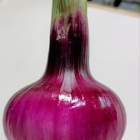 新鮮なお野菜がいっぱい
