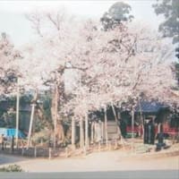 馬場桜と福満虚空蔵尊 in 福島県大玉村玉井