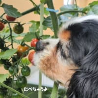 ｢ミニトマト｣🍅収穫