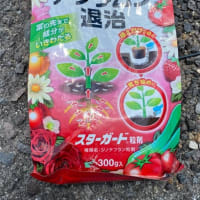 10月　畑バラ　今年最後の粒剤