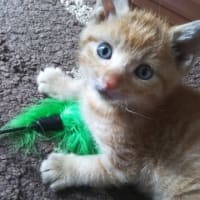 仔猫シーズン　