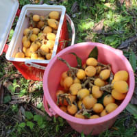 我が家の果樹園、ビワの収穫を開始しました。