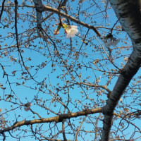 葵が丘公園の桜