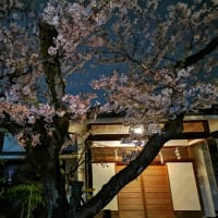 夜桜