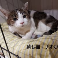 癒し猫　ナオ君