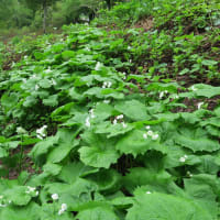 サンカヨウ開花しました