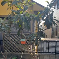 枇杷の木を伐採した