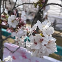 桜まつり