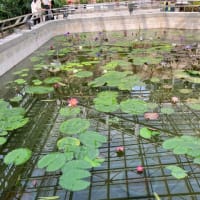 神代植物園の大温室　The big greenhouse of Jindai Botanical park