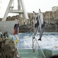 イルカはいるか？ at 名古屋港水族館