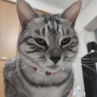 最近のダイエット報告