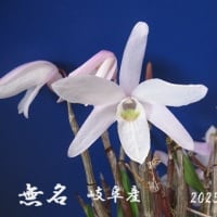 　石斛　せっこく　セッコク　菊　令和７年5月２５日