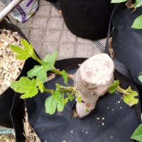 ロンドボーテックスの新芽