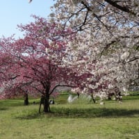 ２０２５・4・4日　今年も舎人公園の桜を見に行ってきました‼