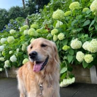 梅雨の中休みに