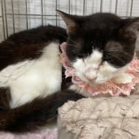 6/21リブライフ譲渡会ありがとうございました！